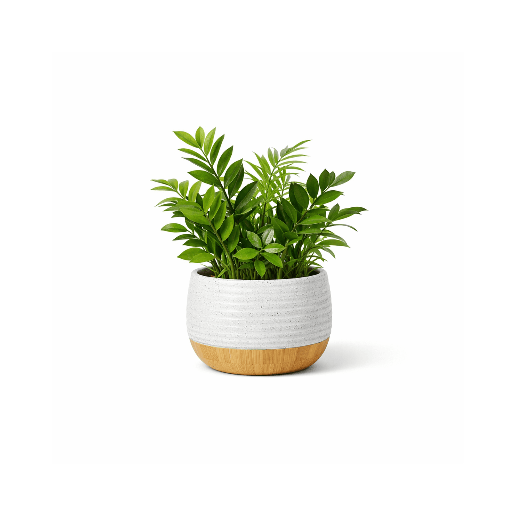 Potted Office Plant